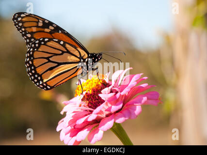 La migration de ravitaillement du monarque sur une fleur Zinnia rose vif Banque D'Images