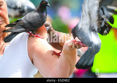 Trois pigeons debout sur le bras d'une femme qui est leur alimentation sur la place de la ville de Barcelone, Espagne. Banque D'Images