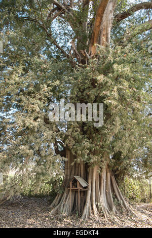 Grand arbre avec de simples temple en zone rurale au sud de Nyaungshwe, Nyaung shwe,ville sur les rives du lac Inle, Myanmar, Birmanie, Banque D'Images