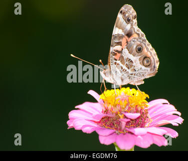 American Painted Lady Butterfly se nourrissant d'un Zinnia rose sur un fond sombre Banque D'Images