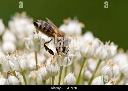 Abeille d’alimentation Banque D'Images