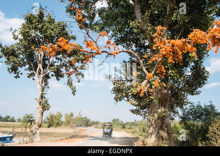 Des fleurs colorées dans l'arbre, en zone rurale au sud de Nyaungshwe, Nyaung shwe,ville sur les rives du lac Inle, Myanmar, Birmanie, Banque D'Images