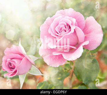 L'image de rêve d'un beau rose rose dans le jardin Banque D'Images