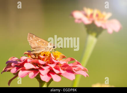 Petit papillon qui se nourrit d'une Skipper Zinnia rose contre un arrière-plan vert Banque D'Images