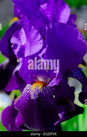 Iris couleur Violett blossom avec de l'eau baisse, Allemagne Banque D'Images