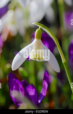 White snowdrop, Galanthus nivalis en face de violett flou crocus fleurs, Allemagne Banque D'Images