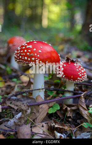 Fly amanita champignons, Amanita muscaria, dans une forêt mixte, l'arrière-plan, flou, Germany Banque D'Images