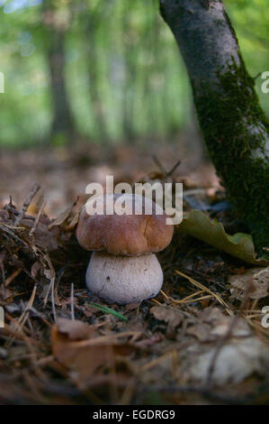 Petit porcini, Boletus edulis et de feuilles dans une forêt, Central Hesse, Allemagne Banque D'Images