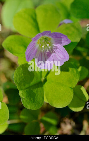 Pourpre fleur clover Trifolium alpestre, globe, Central Hesse, Allemagne Banque D'Images