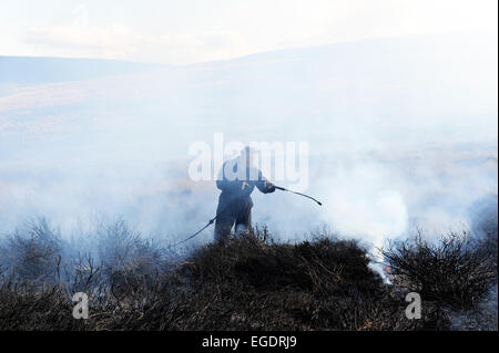 La gravure du heather à revigorer une nouvelle croissance. Une stratégie utilisée par la gestion des Landes dans le North York Moors. Banque D'Images