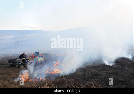 La gravure du heather à revigorer une nouvelle croissance. Une stratégie utilisée par la gestion des Landes dans le North York Moors. Banque D'Images