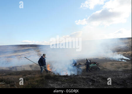 La gravure du heather à revigorer une nouvelle croissance. Une stratégie utilisée par la gestion des Landes dans le North York Moors. Banque D'Images