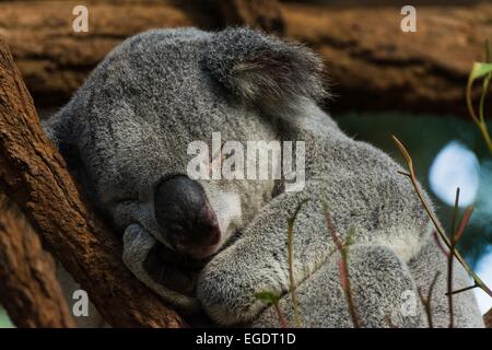 Un koala portrait Banque D'Images