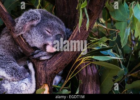 Un koala de couchage Banque D'Images