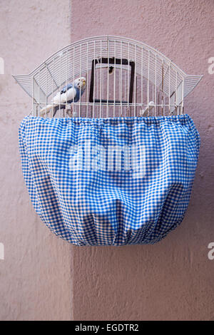 Perruche bleu et blanc dans une cage à oiseaux sur le mur d'une maison dans le quartier d'Alfama, Lisbonne, Lisboa, Portugal Banque D'Images