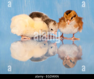 Trois poussins de Pâques colorés sur picorer leurs réflexions Banque D'Images