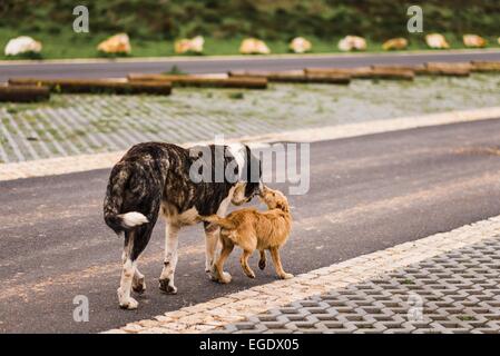 Deux chiens de différentes tailles à marcher ensemble le long d'une rue Banque D'Images