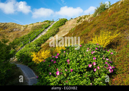 Avec les dunes roses, Rosa rugosa et Broom, Cytisus scoparius, Spiekeroog Island, Parc National, Mer du Nord, îles de la Frise orientale, Frise orientale, Basse-Saxe, Allemagne, Europe Banque D'Images