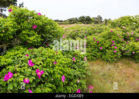 Avec les dunes roses, Rosa rugosa, Spiekeroog Island, Parc National, Mer du Nord, îles de la Frise orientale, Frise orientale, Basse-Saxe, Allemagne, Europe Banque D'Images