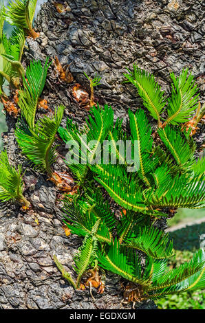 De nouvelles feuilles sur l'écorce de palmier cycas plant Banque D'Images