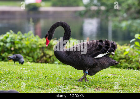 Black Swan dans les jardins du spa, Cygnus atratus, l'île de Norderney, Nationalpark, Mer du Nord, îles de la Frise orientale, Frise orientale, Basse-Saxe, Allemagne, Europe Banque D'Images