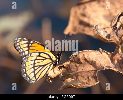 Les contraires dans la nature - belle Viceroy butterfly reposant sur un mort, des feuilles de nénuphar à sec Banque D'Images