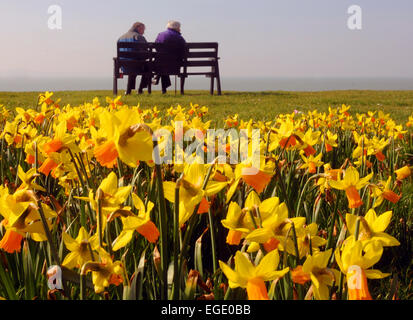 Profiter de la VUE SUR LE SOLENT PAR LES JONQUILLES SUR LE FRONT DE MER DE LEE SUR LE SOLENT, HAMPSHIRE MIKE À PIED Banque D'Images