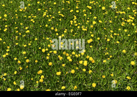 Sunny bank de dandelion couverts meadow marque le début de l'été Banque D'Images