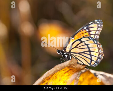 Beau papillon vice-roi reposant sur une feuille d'automne jaune Banque D'Images