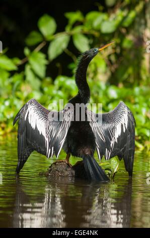 Costa Rica. Parc National de Tortuguero, oiseau Anhinga (Anhinga anhinga) plumes de séchage Banque D'Images