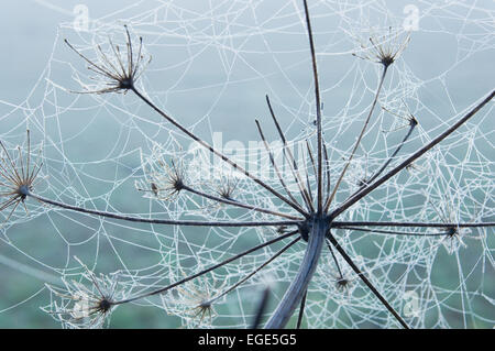 Dans l'araignée délicate gelée, sur un umbellifer plante. Banque D'Images