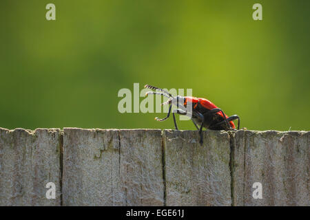 Un lys rouge des shield bug marcher la clôture du voisin, à l'affût. Banque D'Images