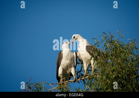 Deux sea eagle à ventre blanc partager un moment de tendresse Banque D'Images