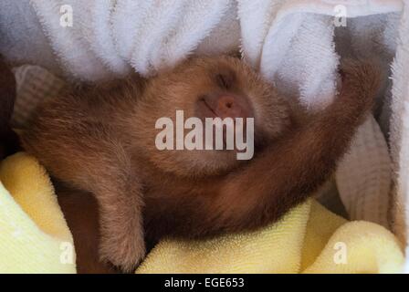 Costa Rica. La côte des Caraïbes, Cahuita, Sloth Sanctuary, deux bébé-toed sloth (choloepus didactylus) // Costa Rica. La Côte Caraïbes, Banque D'Images