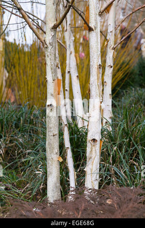 Les jeunes arbres plantés en bouleau à papier jardin prêt pour le printemps. Les arbres sont entourés d'autres plantes de jardin. Banque D'Images