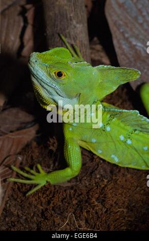 Costa Rica. La Fortuna, Volcan Arenal, parc national (basiliscus plumifrons basilic à plumes) Aussi appelé Jésus Christ lizard // Banque D'Images