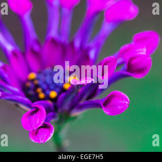 La macro de pétales en forme de cuillère africaine de ce nom de Daisy Osteospermum 'ASTRA' Cuillère violette Banque D'Images