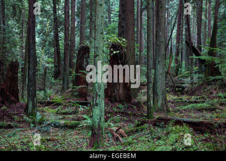 Voir dans une dense forêt pluviale tempérée près de Vancouver, Canada Banque D'Images