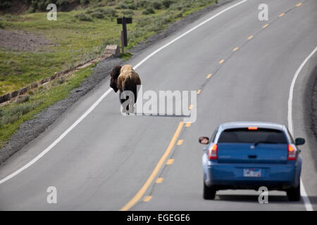 Bison (Bison bison) sur route dans le Parc National de Yellowstone, Wyoming Banque D'Images