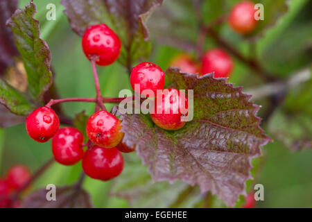 Canneberges hautes (Viburnum edule), Alaska Banque D'Images