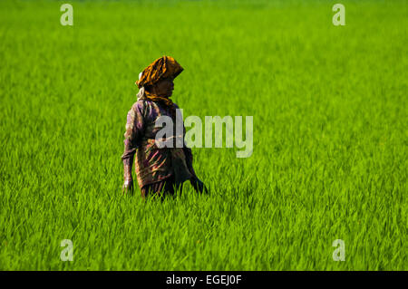 Productrice sur un champ de riz à Bandung Regency, à l'Ouest de Java, en Indonésie. Banque D'Images