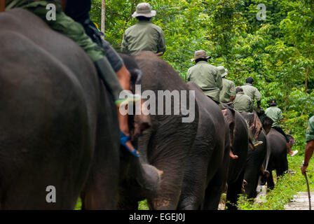 La patrouille des éléphants dans le parc national de Gunung Leuser, Sumatra, Indonésie. Banque D'Images