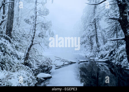 Vue à couper le souffle de brouillard couvrant une rivière qui coule à travers la forêt enneigée Banque D'Images