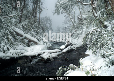 Vue à couper le souffle de brouillard couvrant une rivière qui coule à travers la forêt enneigée Banque D'Images