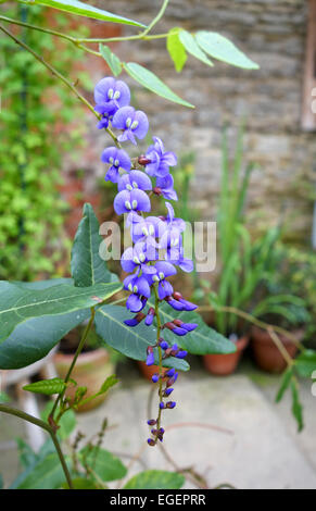 Gros plan sur une Vilacea de Hardenbergia - pois de corail pourpre en fleur, Royaume-Uni Banque D'Images