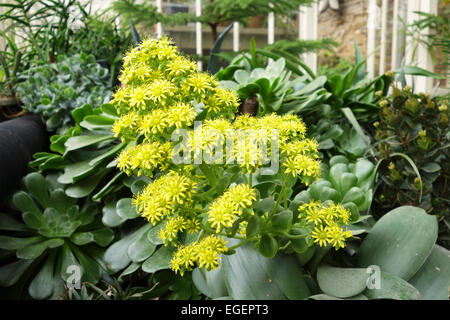 Gros plan sur les fleurs jaunes de l'Arboreum d'Aeonium, Royaume-Uni Banque D'Images