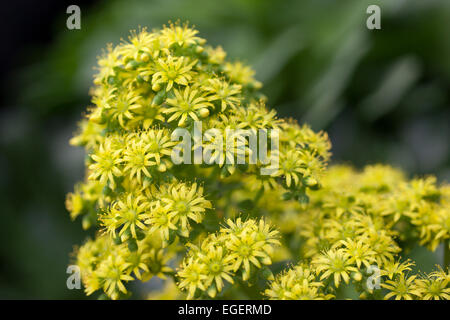 Gros plan sur les fleurs jaunes de l'Arboreum d'Aeonium, Royaume-Uni Banque D'Images