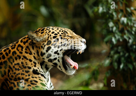 Jaguar Panthera onca de bâiller. Banque D'Images