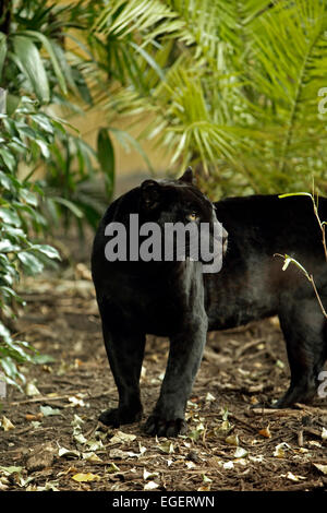 Une panthère noire,une couleur melanistic variante de l'espèce Panthera. Banque D'Images