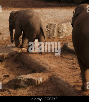 Veau d'éléphants. Les éléphants sont de grands mammifères de la famille et de l'ordre Proboscidea Elephantidae Banque D'Images